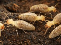 Obří termiti z nového rodu Anoplotermes