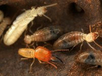 Procubitermes (Cubitermitinae) soldier and workers in the nest.