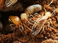 Promirotermes sp. (Termitinae) soldier and workers at the gallery break