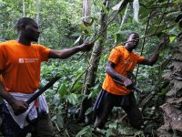 In search of the termites