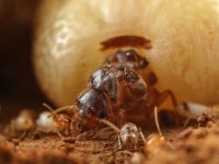 Termite (Macrotermitinae: Odontotermes sp.) queen