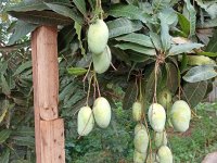 The high peak of the mango season