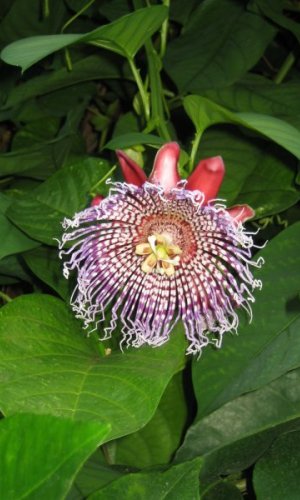 Passiflora alata