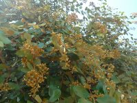 Parinari curatellifolia_flowering branch (Photo Zbyněk Polesný)