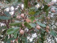 Parinari curatellifolia_fruiting branch (Photo_Zbyněk Poelsný)