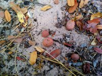 Parinari curatellifolia_fruits (Photo_Anna Maňourová)