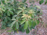 Schinziophyton rautanenii_leaves (Photo_Zbyněk Polesný)