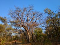 Schinziophyton rautanenii_tree in leafless condition during the dry season (Photo Zbyněk Polesný)