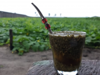 Yerba mate cup (Photo credit Hasan Alali)